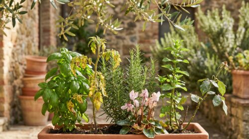 8 piante bioindicatrici che agiscono come segnale d’allarme in giardino!