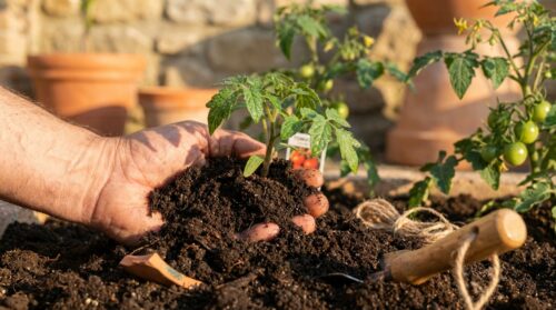scopri l'ingrediente segreto per il tuo orto: sotterralo oggi stesso e ottieni un raccolto record di pomodori in primavera. consigli pratici per coltivare pomodori sani e abbondanti.
