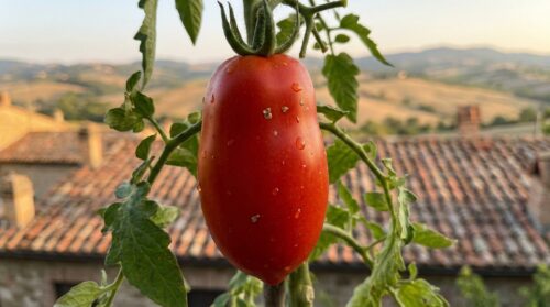scopri perché conviene coltivare da soli questa verdura ricca di pesticidi: semplice, salutare e sostenibile per la tua famiglia.