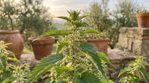 scopri perché queste piante poco amate nei nostri giardini non sono semplici erbacce, ma veri tesori naturali da valorizzare.