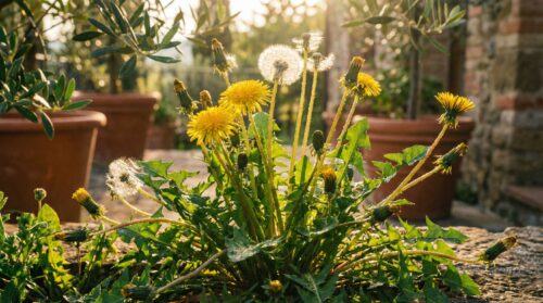 Queste piante mal amate dei nostri giardini sono però ben lontane dall'essere delle "erbacce